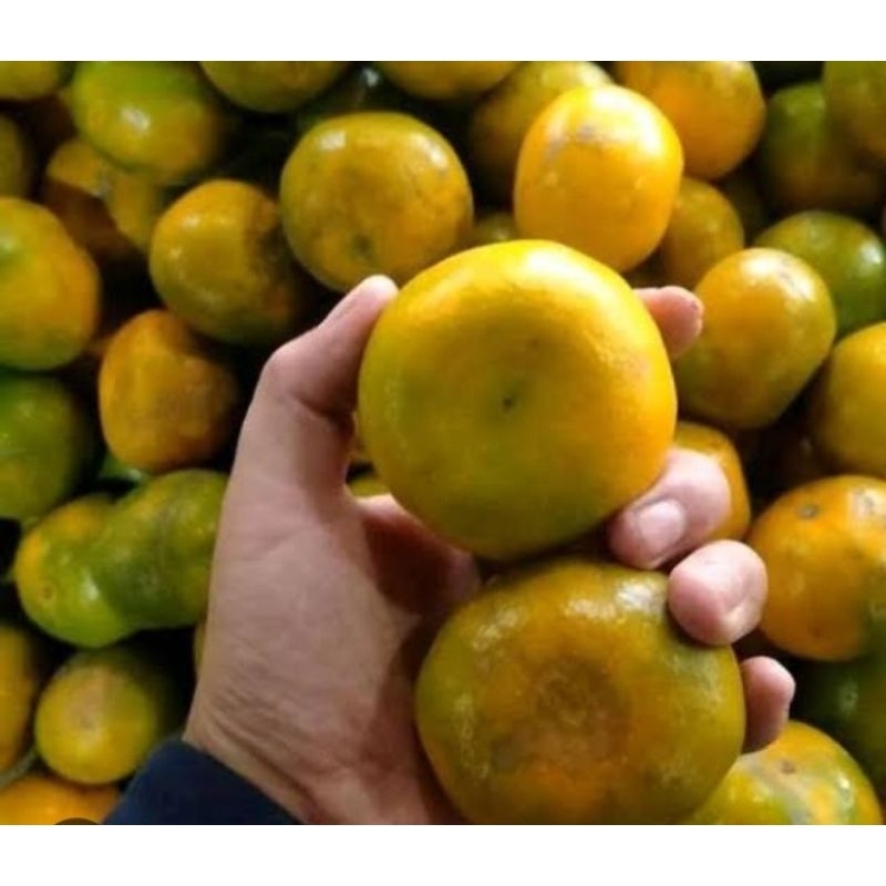 

Jeruk Manis Brastagi 1 kg