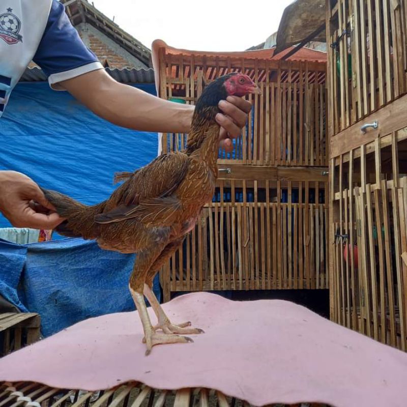 

(hanya dishopee)Telur ayam bangkok pama iq