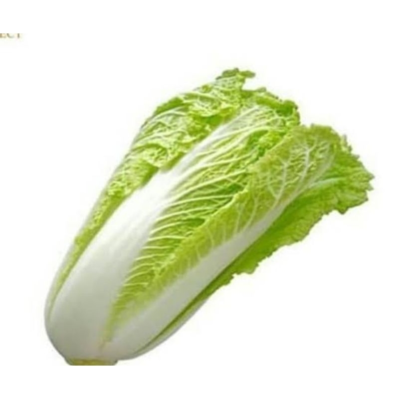 

Sawi Sayur Per 500 gr - Sawi Putih Cina - Sawi Kimchi - Petsai