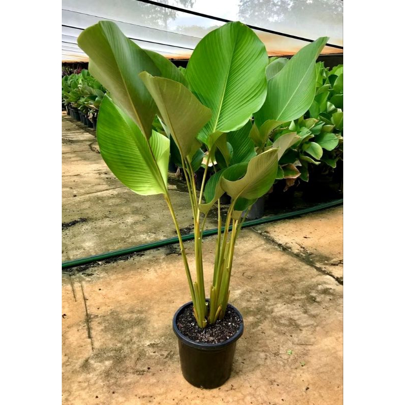 MURAH Tanaman hias hidup pohon pisang-pisangan outdoor