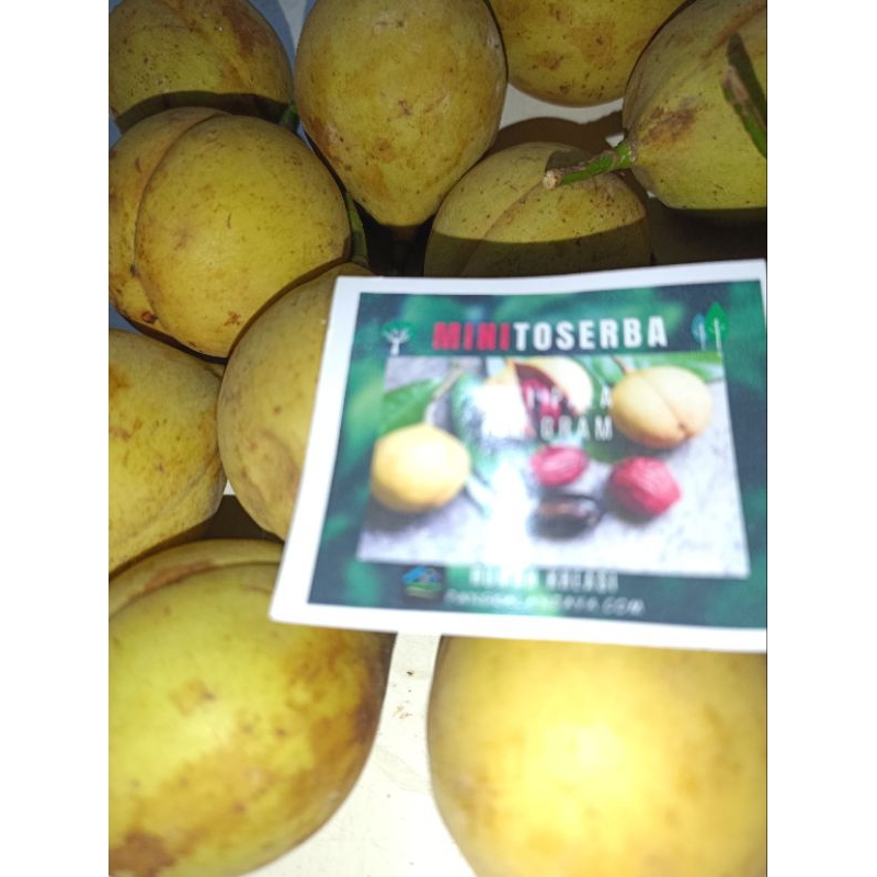 

buah pala segar 1kg organik fresh