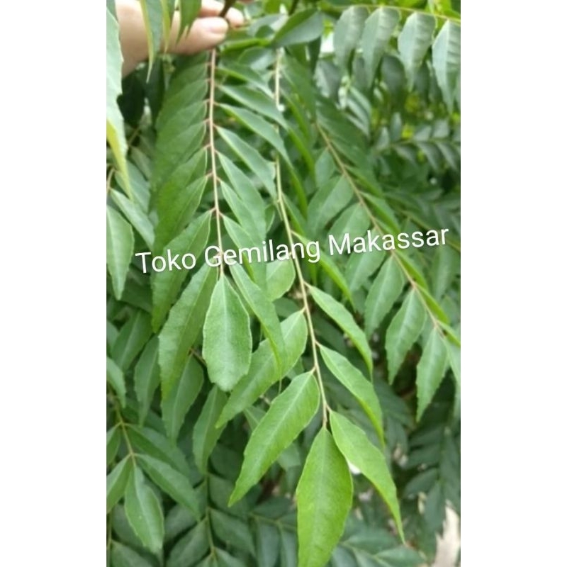 

Daun Kari Segar 5 tangkai