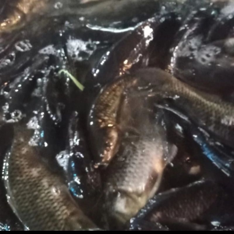 Ikan mas hidup untuk di kolam