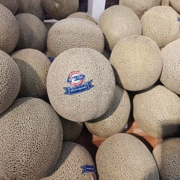 

Melon Orange Hydroponic Boga Tani PROMO TERBATAS 1 Pcs -+ 1,4 Kg