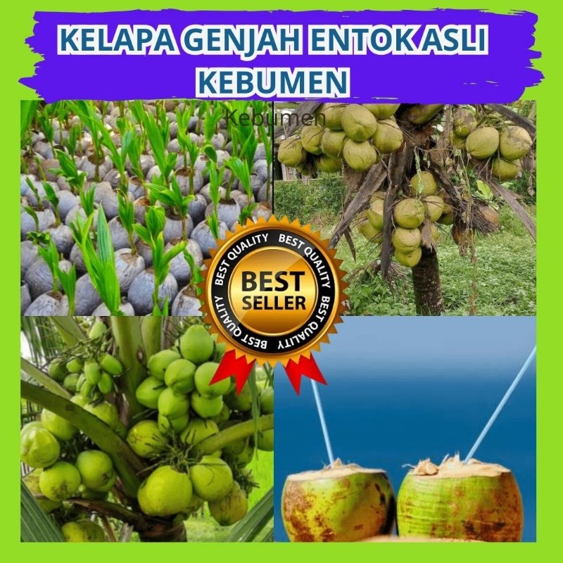 

Bibit Kelapa Pandan Wangi F1