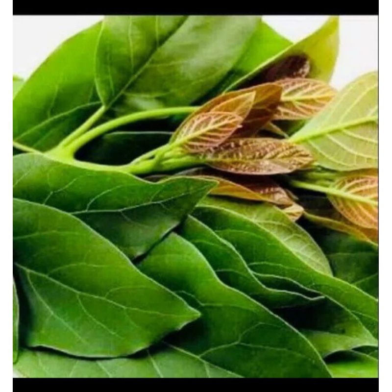 

Daun Alpukat Segar 500 gram