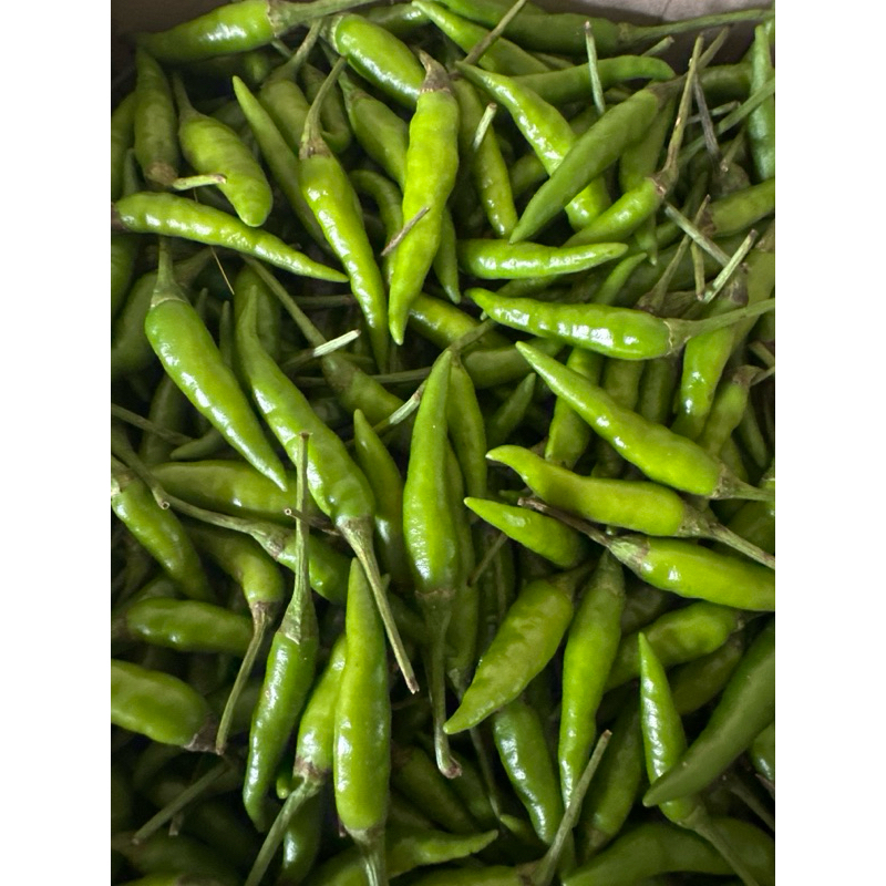 

Anakbawang Cabe Rawit Ijo 1 Kg Super Fresh Murah