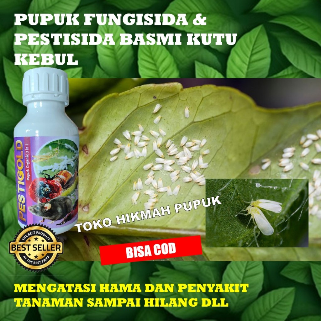 OBAT PEMBASMI HAMA KUTU KEBUL PUTIH PADA TANAMAN TERONG, CABAI, JAGUNG, PESTIGOLD PESTISIDA KUTU KEB