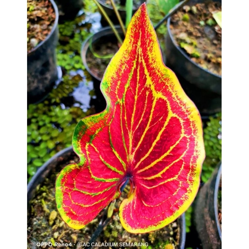 Keladi Hias Naga Bonar / Tanaman Hias Keladi Anakan Murah / Keladi Import