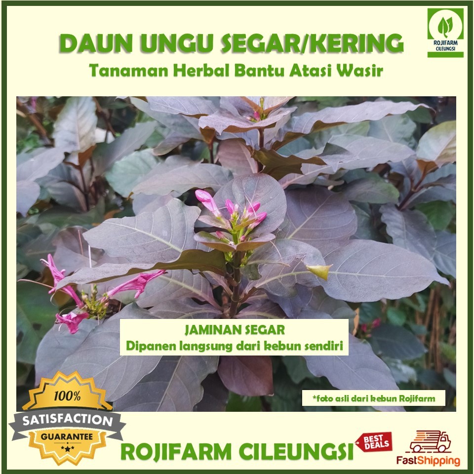 

Daun Handeleum Ungu / Alifuru - bantu redakan wasir