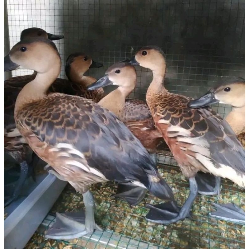 

promo Telur belibis. burung atau bebek belibis blibis hias bisa di tetaskan