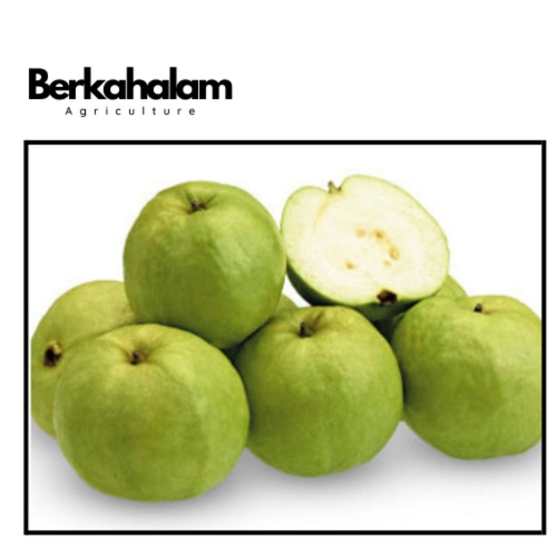 

jambu biji putih 1kg
