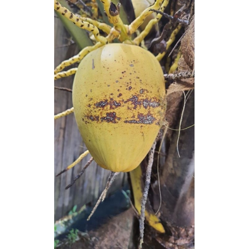 

kelapa gading / buah kelapa gading /Kelapa /gading/ kelapa muda