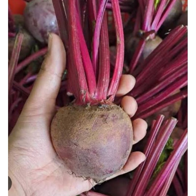 

Buah Bit Per Pcs - Beetroot