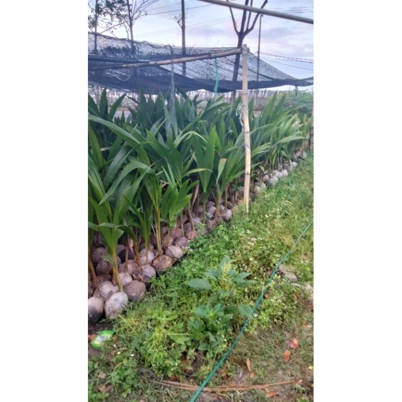 bibit kelapa hibrida  super/batok/batang besar