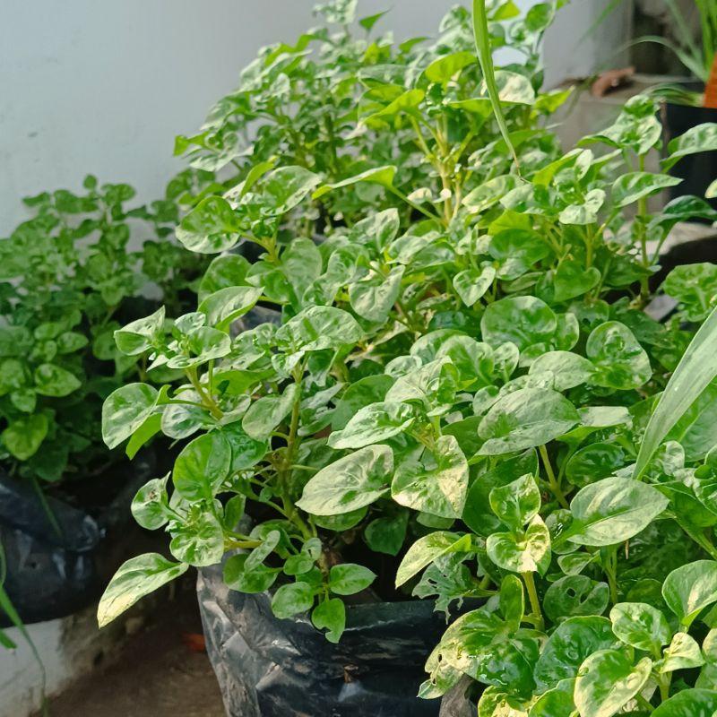 

Bayam Brazil (Alternanthera sissoo)