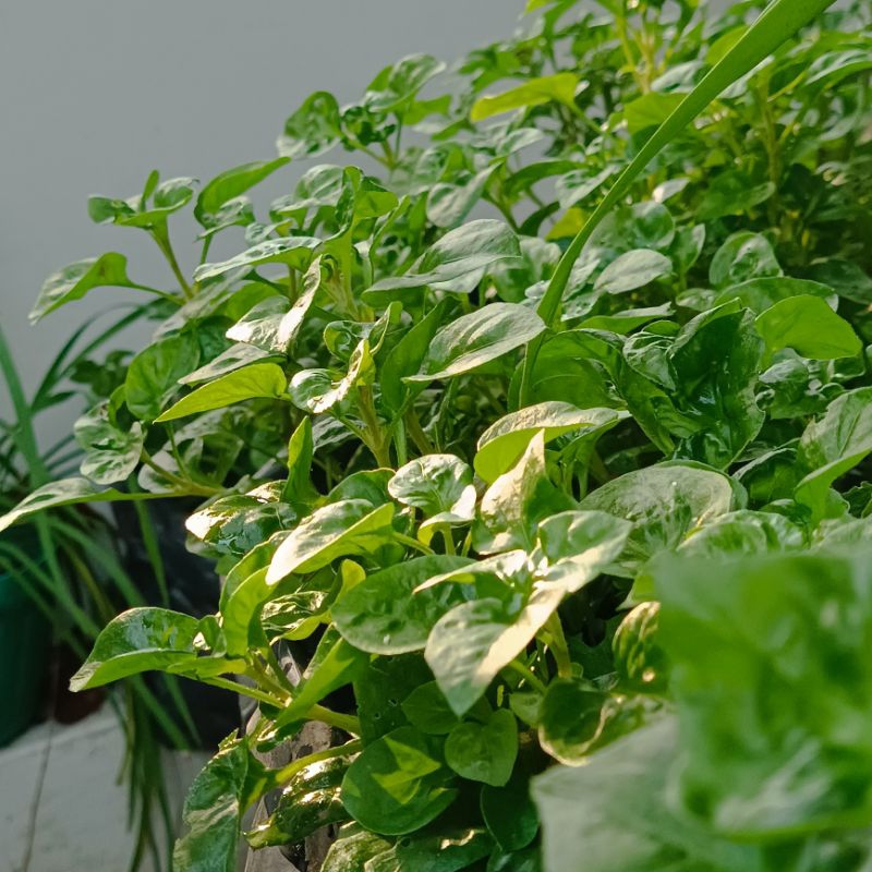 

Bayam Brazil (Alternanthera sissoo)