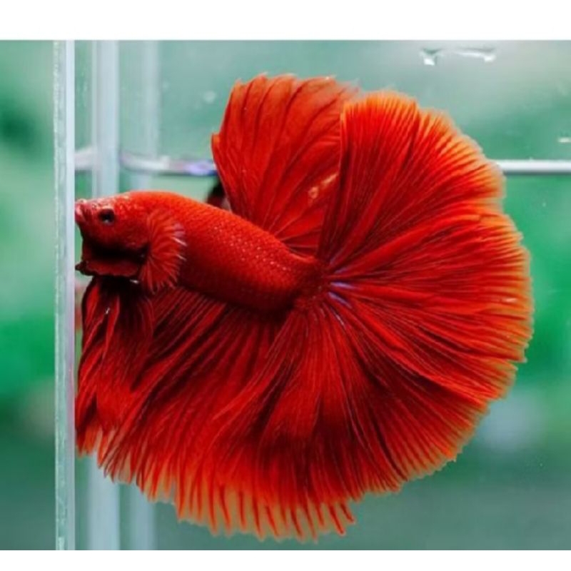 ikan cupang HM Super Red J