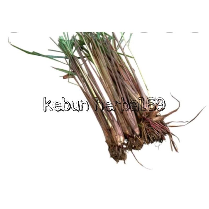 

500gr serai wangi segar murah