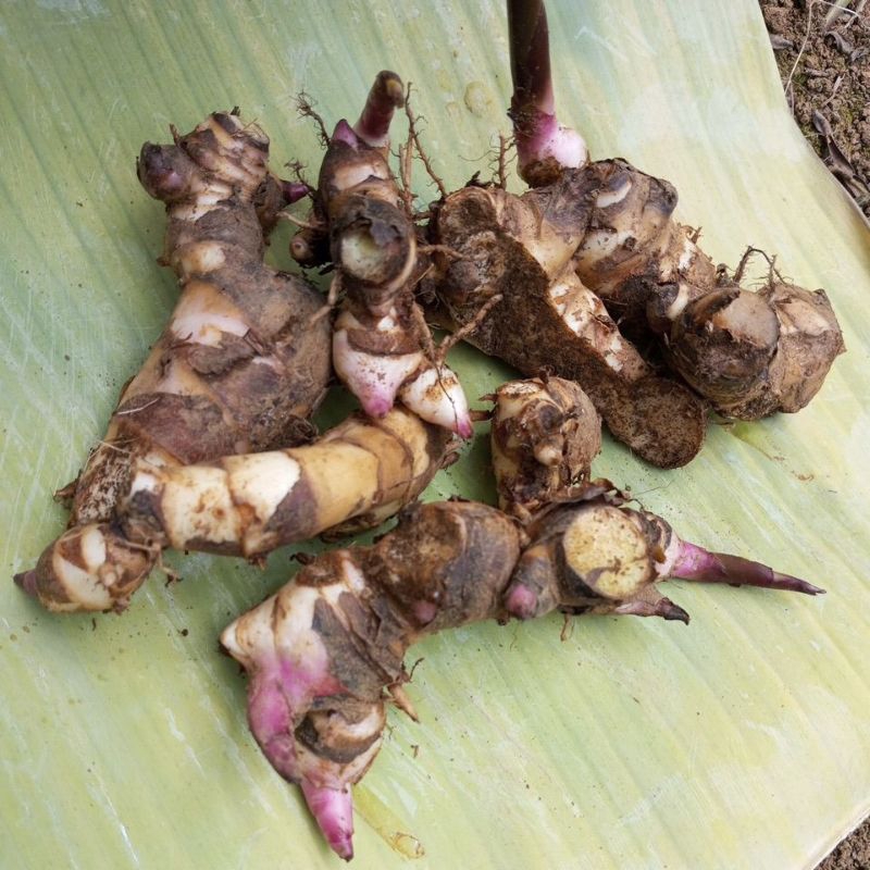 

Jual Murah Ubi Canna atau Ganyong Kualitas Super Satu Kilo
