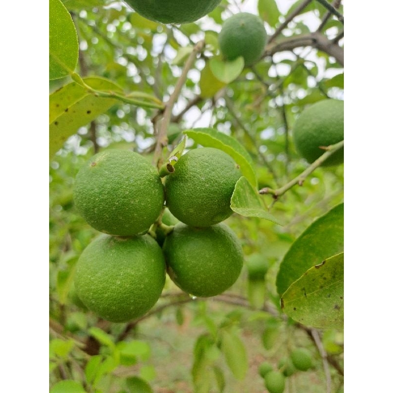 

Jeruk nipis organik langsung petik 500g