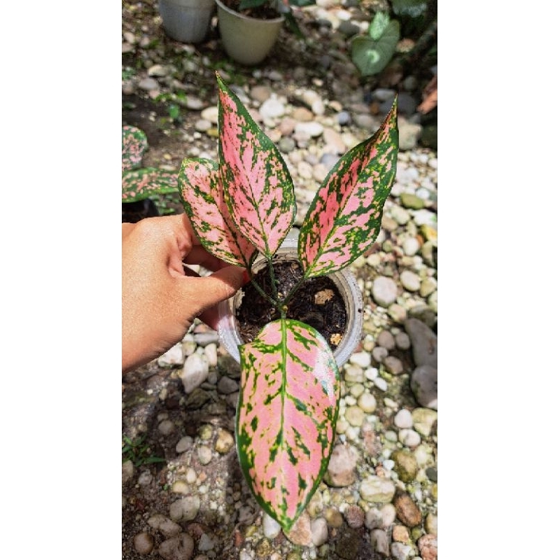 Aglonema | Jual Tanaman hias | Aglonema pink Lady Valentine || pink lady valentine || tanaman hias