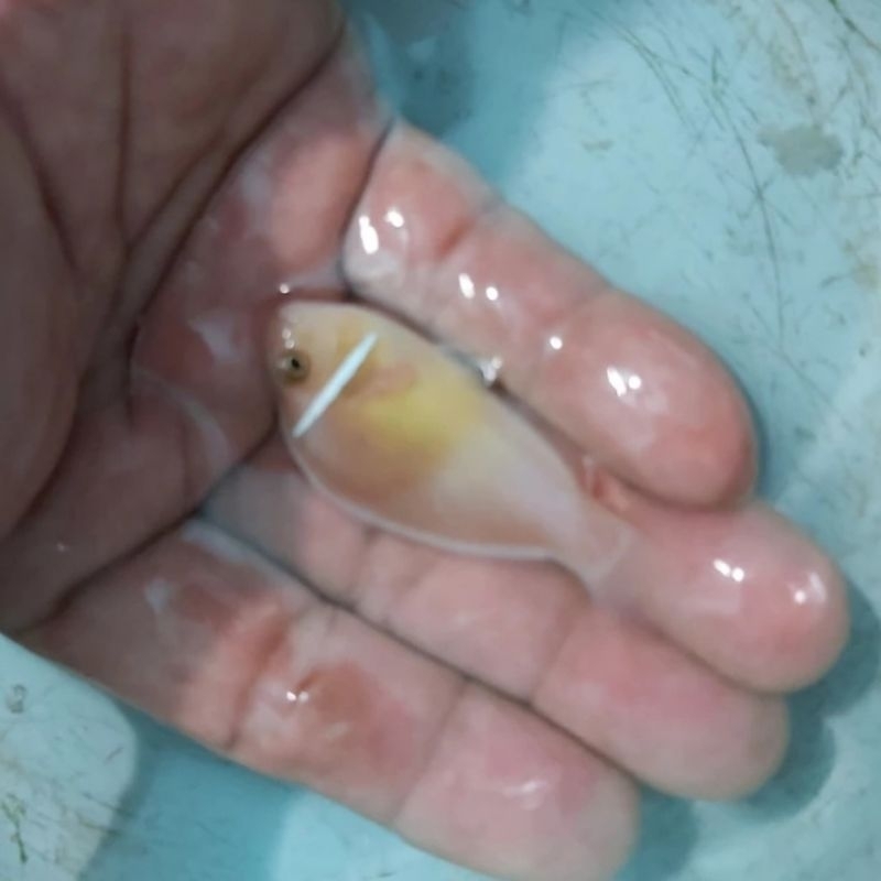 Ikan Hias Laut Giro Pelet