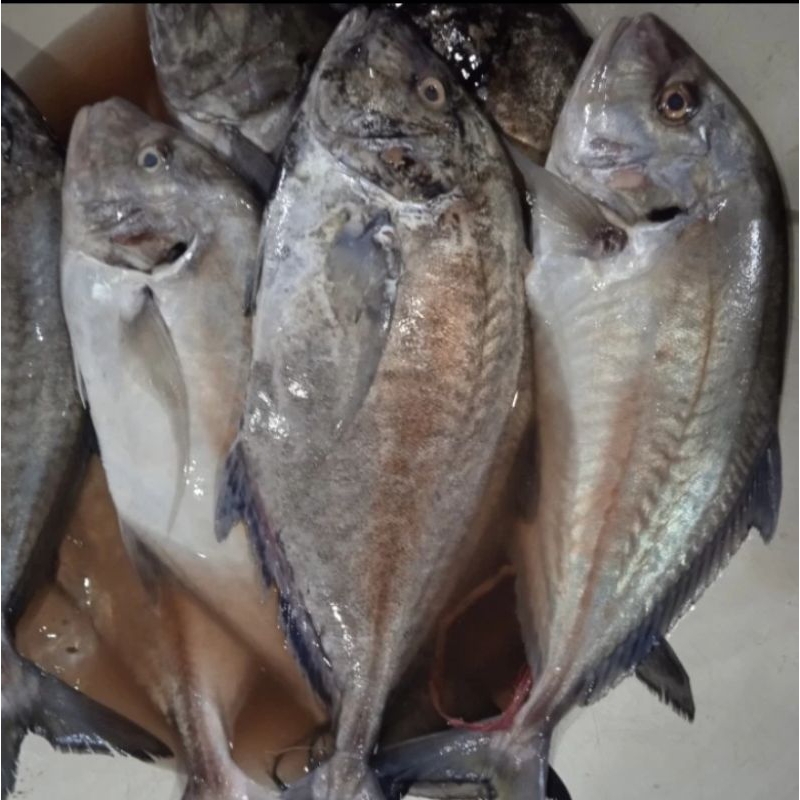 

ikan kuwe lilin
