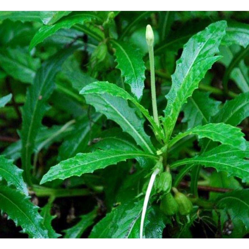 

DAUN KITOLOD SEGAR 500 GRAM