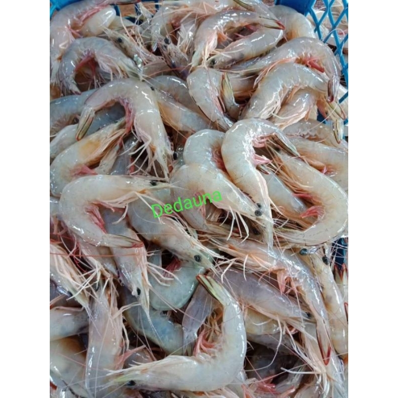 

udang kelong