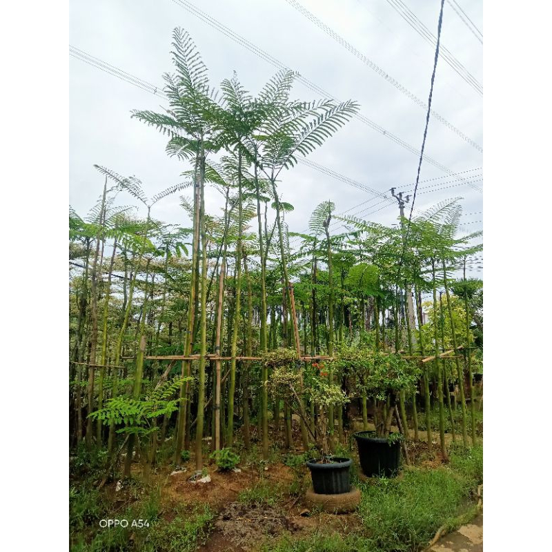 pohon solobium - tanaman hias - pohon taman