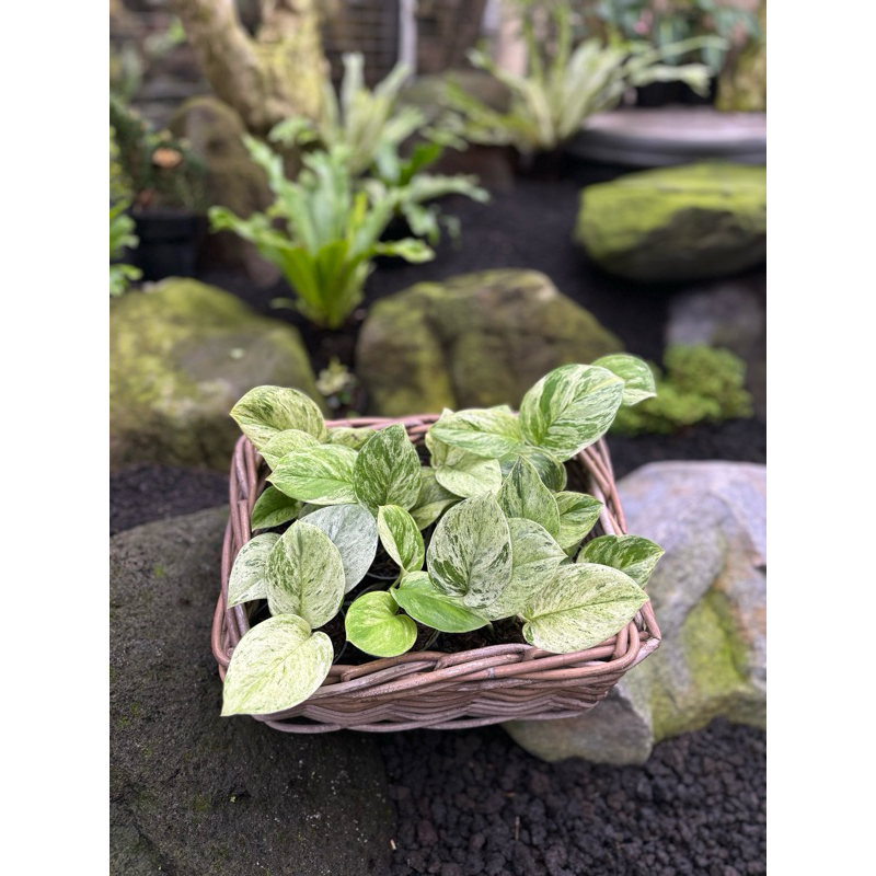 scindapsus treubii mint