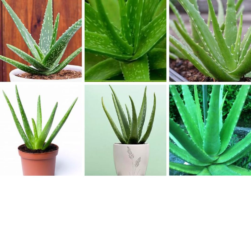 Pohon lidah buaya besar, Pohon lidah buaya jumbo, Tanaman lidah buaya besar