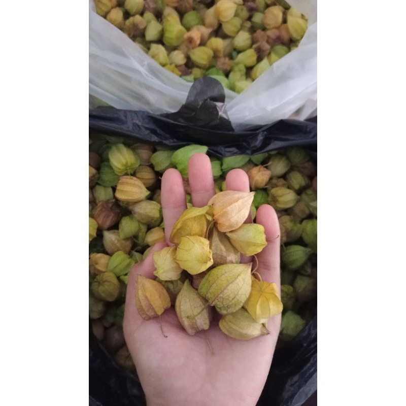 

Ceplukan
