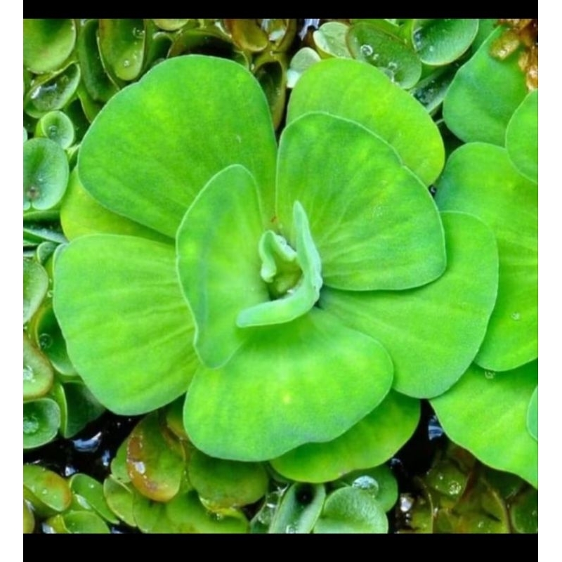 jenis tanaman air apung