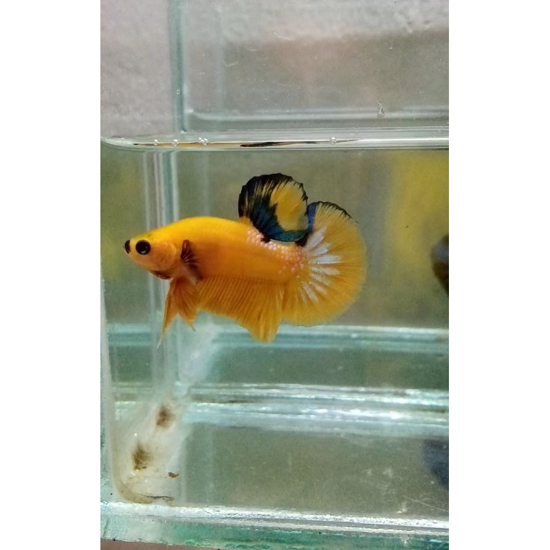 plakat yellow hellboy