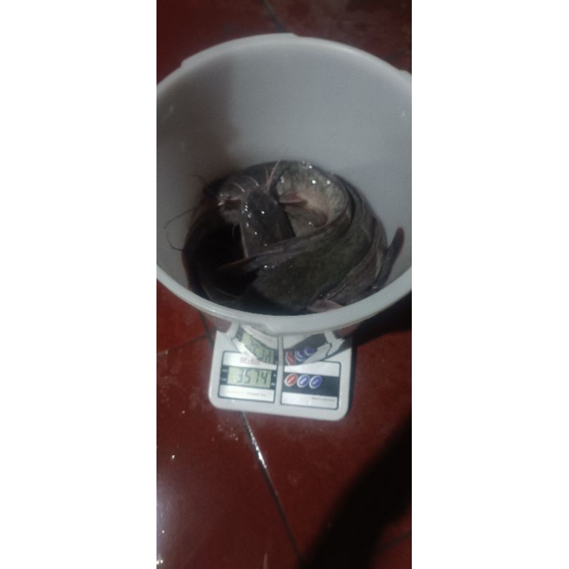 

lele konsumi 1 kg surabaya