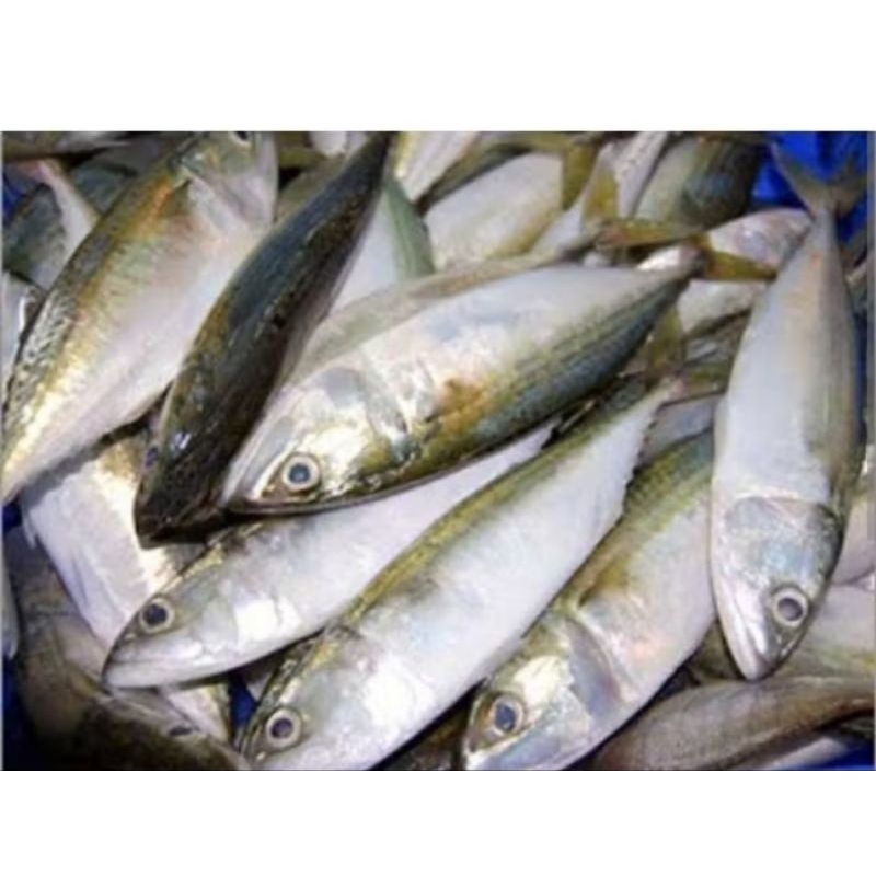 

ikan gembung laut 500gr