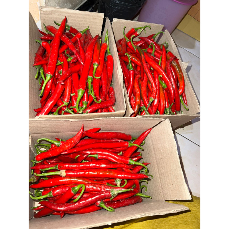 

CABE MERAH BESAR berat 1kg (max CO 1kg)