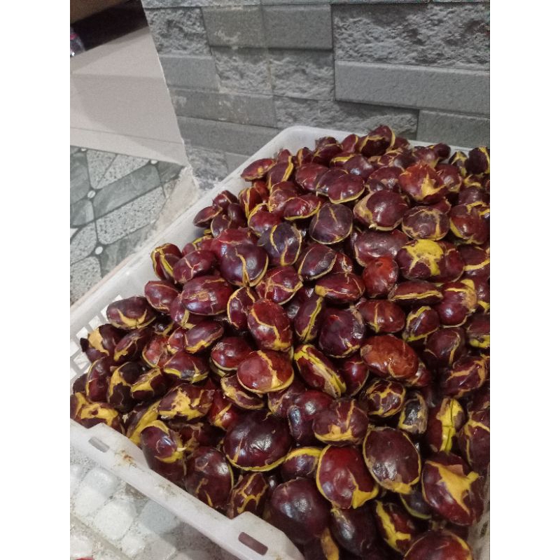 

jengkol tua super 1 kg murah meriah