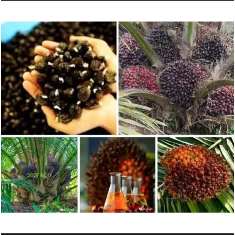 Benih Polong Sawit SOCFINDO original SERTIFIKAT