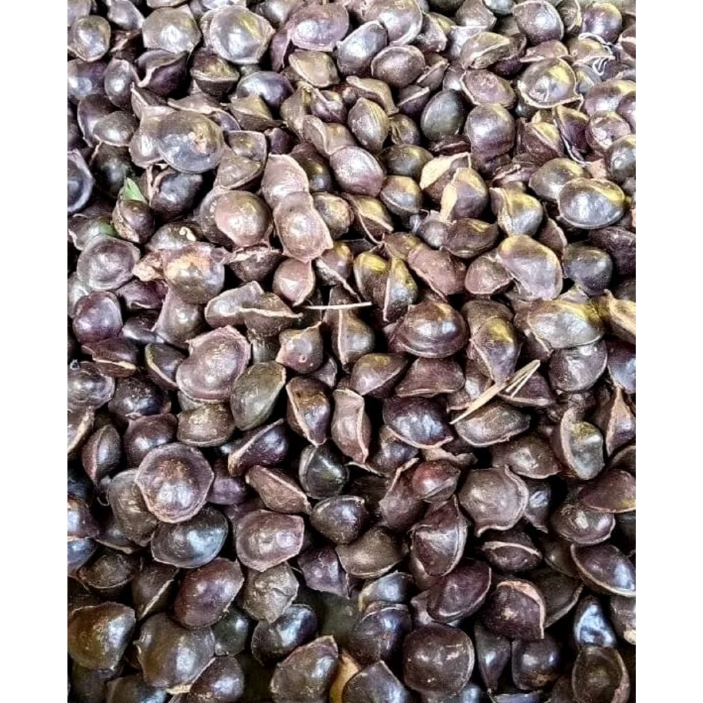 

fres buah biji JENGKOL TUA MENTAH 1 KG fresh (ABRES 1000 GRAM) kupas dan matang ready stok jengkol jering matang super