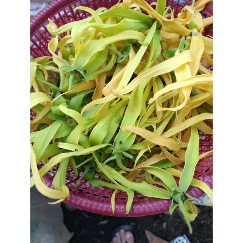 

Kenanga Kering