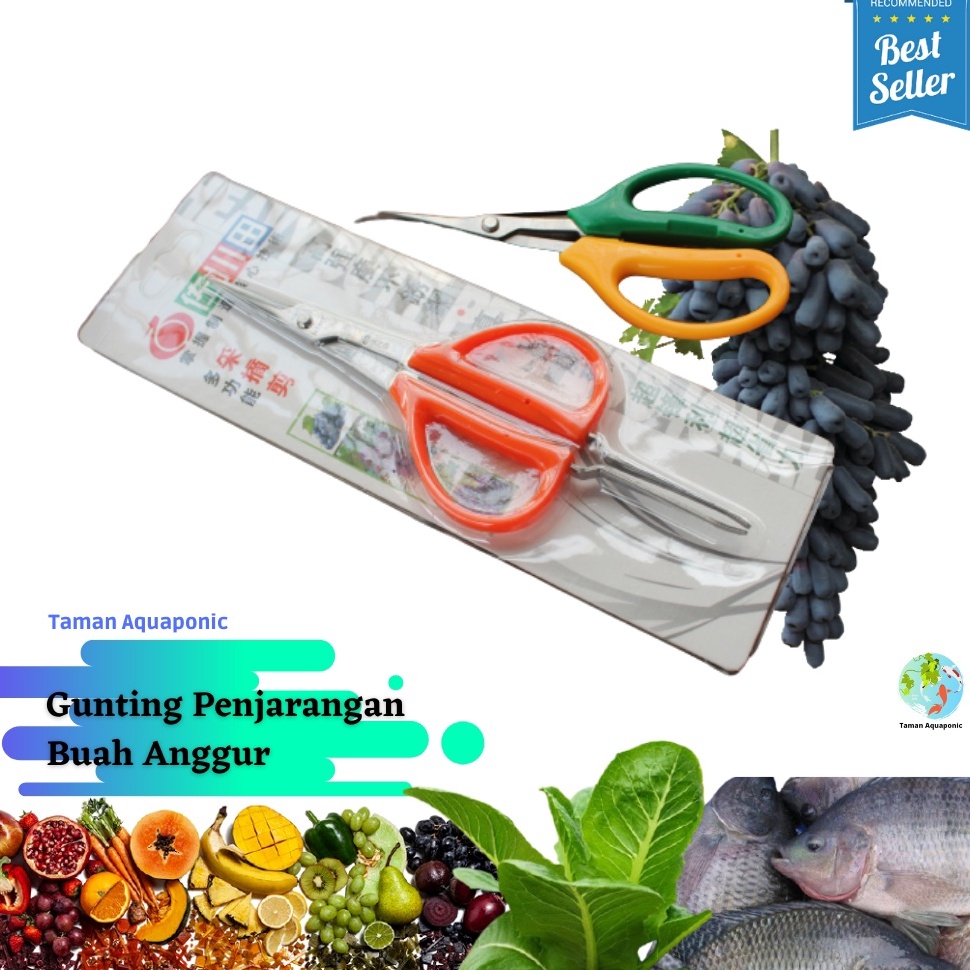 

ART X4P7 Gunting Penjarangan Buah Anggur