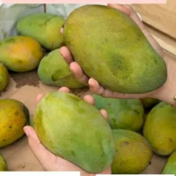 

Mangga Alpukat Petian