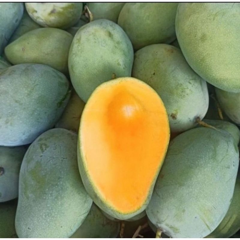 

Mangga gadung manis 1kg