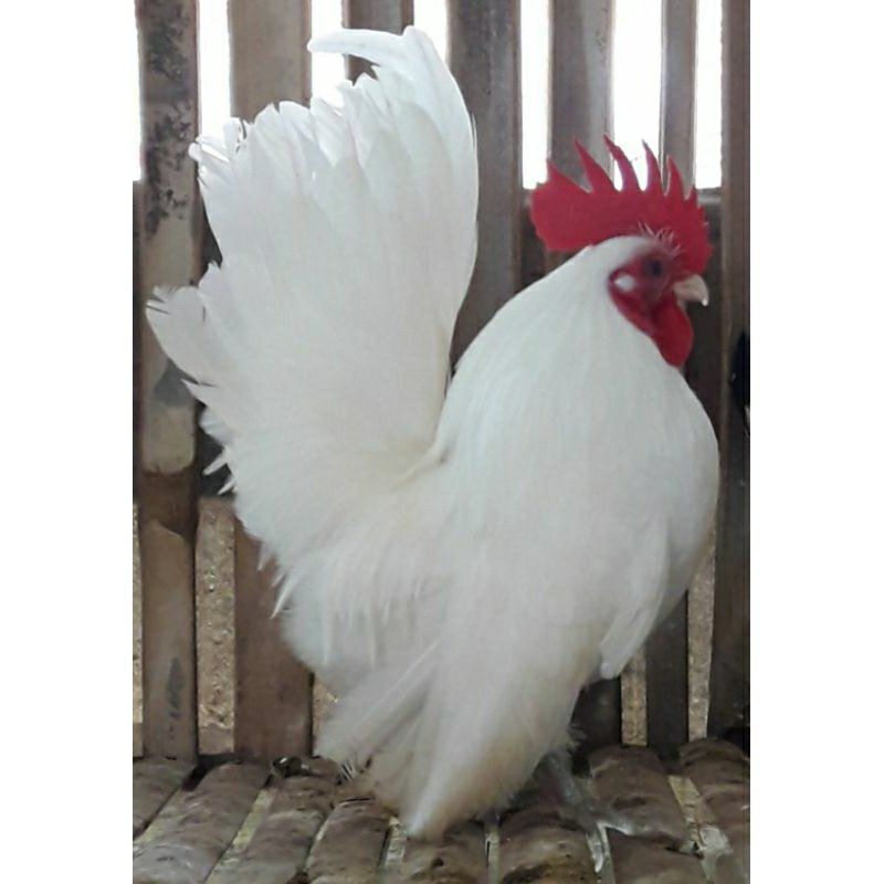 Ayam kate serama