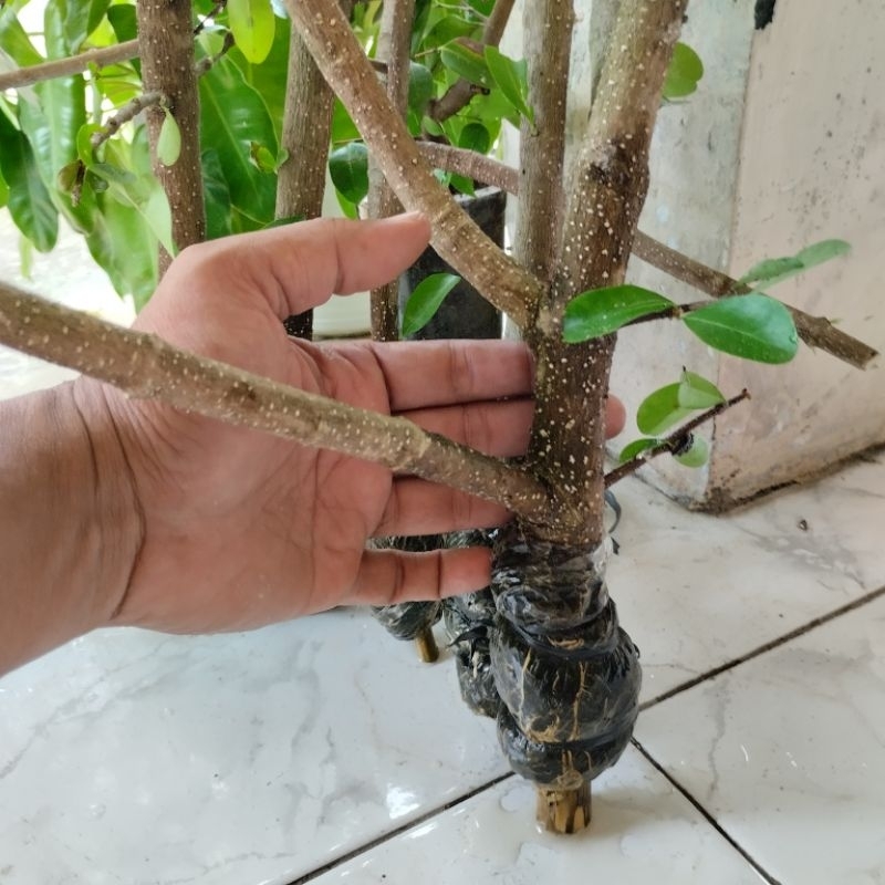 Bahan Bonsai Sianci Manis Batang Seukuran Jari - Korek Gas | Bibit Sianci Manis