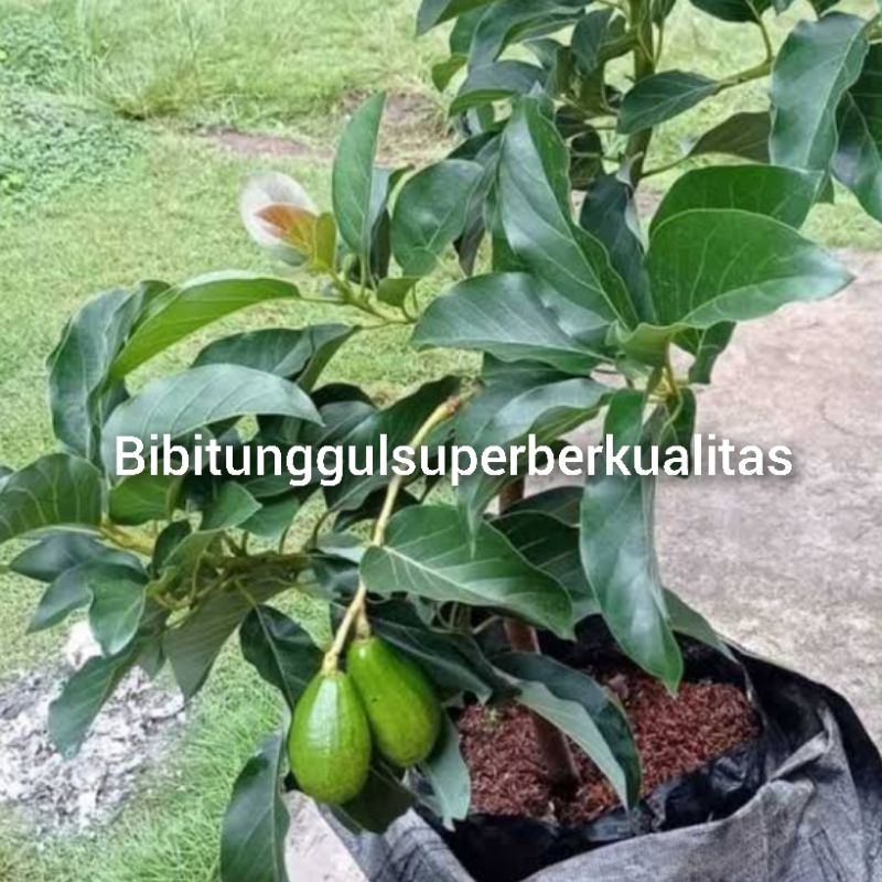 bibit alpukat lilin singkawang