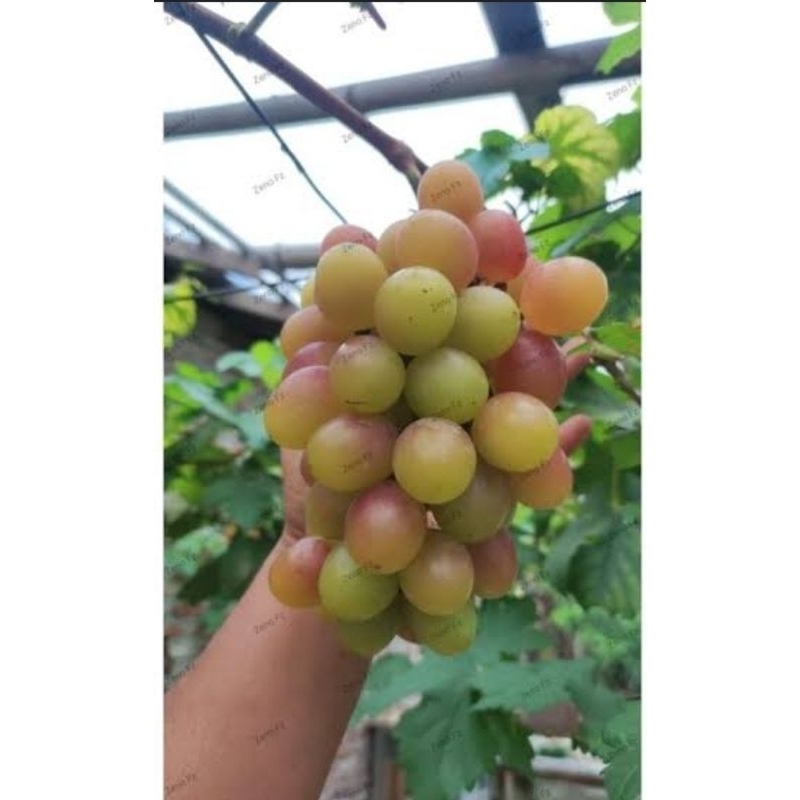 

Bibit anggur andre 53